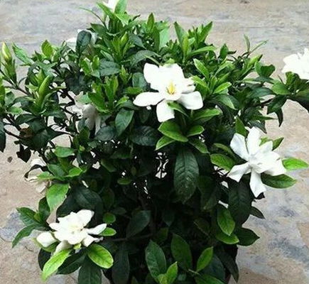 栀子花新芽尖发黑怎么办 栀子花冒出新芽就枯了