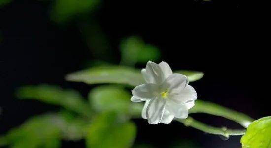 栀子花在古代的雅称 诗经中的栀子花