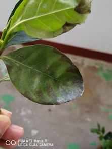 栀子花叶子发黑干枯是什么原因 栀子花叶尖发黑像烧焦一样