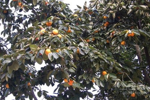 柿子树风水禁忌 柿子树的三大禁忌