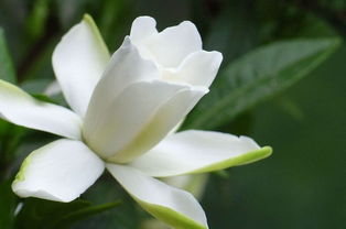 栀子花叶片边缘发黑焦枯 栀子花叶子发黑枯萎像烧焦