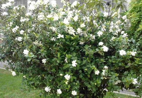 栀子花50年的树 栀子花独杆大树