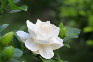 栀子花8月打花苞 8月初栀子花可以打顶吗