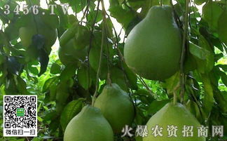 柚子树结果了要施肥吗 柚子施肥方法和时间