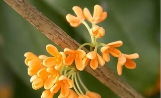 桂花像什么比喻成什么 桂花像一个个金色的什么