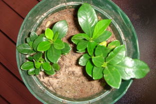 栀子花移栽最佳时间 栀子花秋天能移栽吗