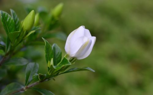 栀子花花苞一碰就掉怎么回事 栀子花花蕾根部发黑掉落下来