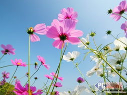 格桑花的爱情寓意 用格桑花表达心情