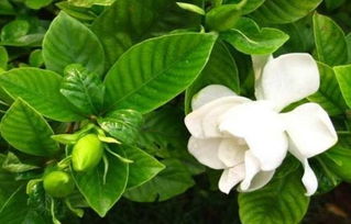 栀子花水浇多了的症状 怎么判断栀子花缺水