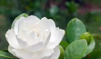 栀子花的花语 为什么送人不能送栀子花