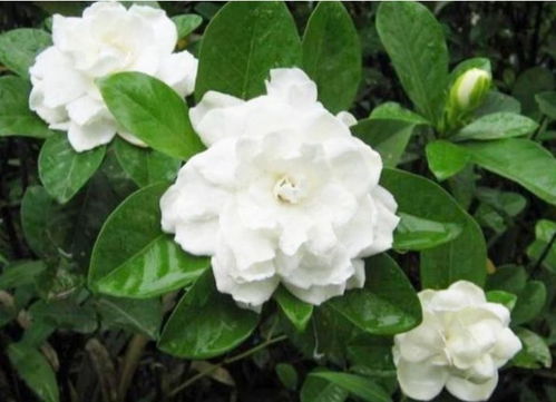 栀子花的香气 为什么说栀子花招鬼