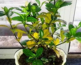 栀子花浇水加白醋还是食用醋 栀子花淘米水怎么浇水