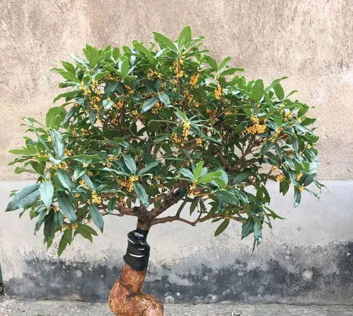 桂花为什么阳台养不活 家里为什么不能种桂花