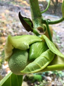 树菠萝是什么 树菠萝百科