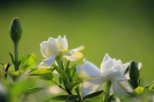 栀子花经典短句 栀子花的浪漫文案
