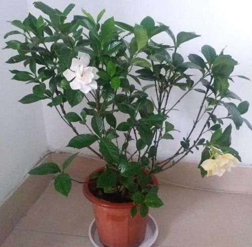 栀子花用什么水浇最好 养好栀子花需要三种水