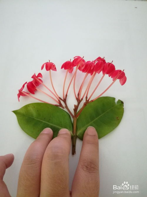 标本怎么做简单又漂亮 植物标本最简单的方法