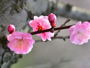 桃花有几种颜色 桃花的5种颜色