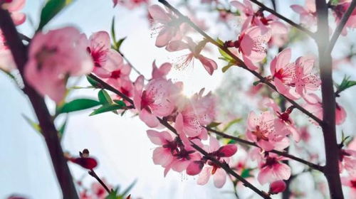 桃花比喻什么样的女人 男人用桃花暗示女人