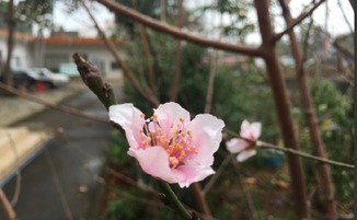 桃花什么时候开放什么季节 桃花生长在什么地方