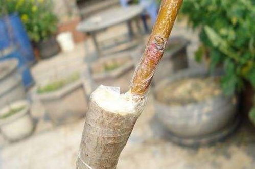 桃树芽接的最佳时间和方法 七月份桃树嫁接方法