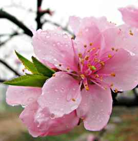 桃花的吉祥寓意 桃花的文化内涵