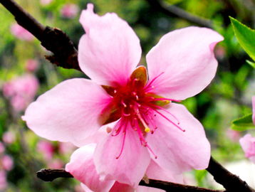 桃花的样子怎么描写 桃花的样子和特点