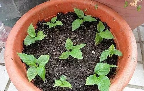 桃仁怎么种植发芽快 桃子核怎么种植