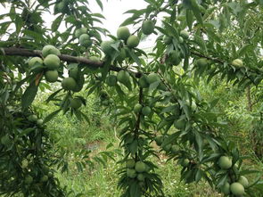 桃树成熟前大量落果 桃树落果用什么药防治