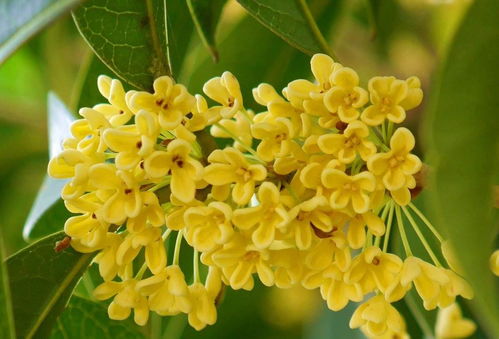 桂花香对睡眠有好处吗 桂花香薰可以放卧室吗