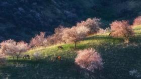 桃子的浪漫诗句 带桃字寓意美好的诗句