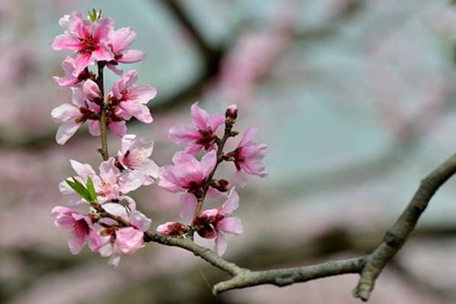 桃花是什么季节开的 梅花是冬季还是春季开