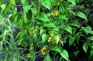 桂花对肝脏有什么好处 桂花的危害有多可怕