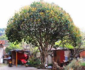 桂花树几天浇一次水最好 桂花树最怕浇什么水