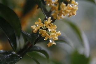 桂花和什么一起吃有毒 桂花的危害有多可怕