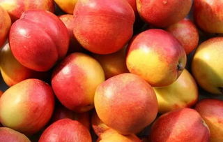 桃是寒性的还是温性的 桃子是温性的还是凉性的