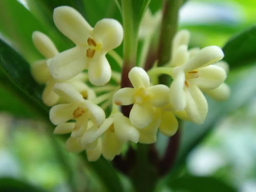 桂花是招邪还是辟邪的 桂花是凶树还是吉树