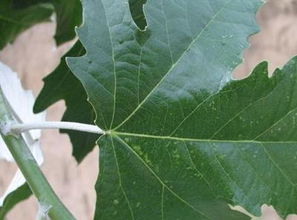 桐树叶子的功效与作用 霜打桐树叶煮水的功效