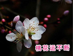 桃花的生长特点 关于桃花的秘密