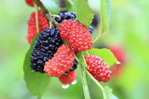 桑葚八月份有吗 八月份还有桑葚吗