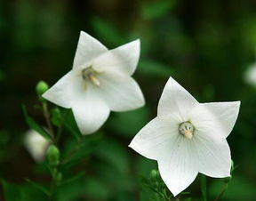 桔梗的花语是什么,象征了什么 白色桔梗花是送给死人的吗