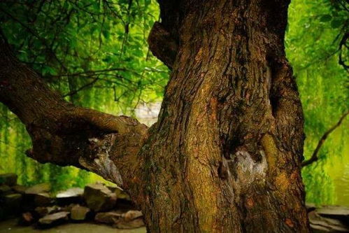 桑柘木命五十岁后的命运 桑柘木最大的克星