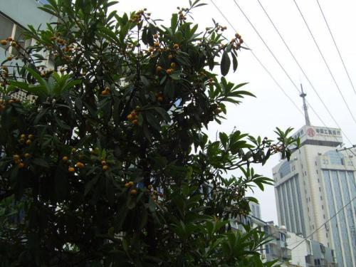桔子树最好的风水位置 桔子树是凶树还是吉树