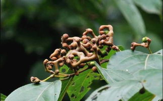 桑黄种植回收是真的吗 种植桑黄有专门回收的地方吗