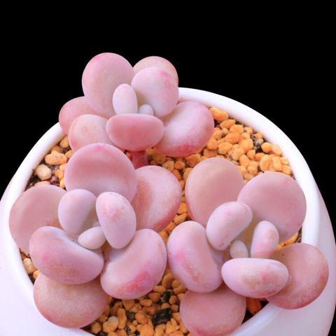 桃蛋是最难养的肉吗 养不死又好看的多肉