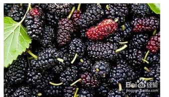 桑葚的副作用和毒性 桑葚的副作用