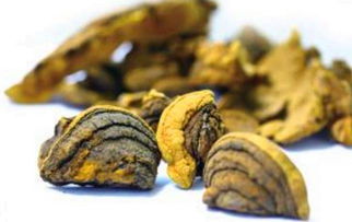 桑黄四种人不能吃 吃桑黄能消除肺结节吗