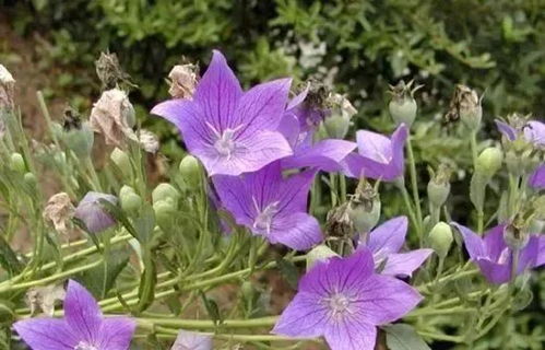 桔梗科植物有哪些 桔梗属有多少种植物