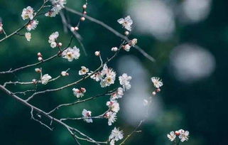 梅花的样子和特点 梅花的外貌特征描写