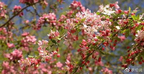 梅花为什么不吉利 为什么家里不能有梅花